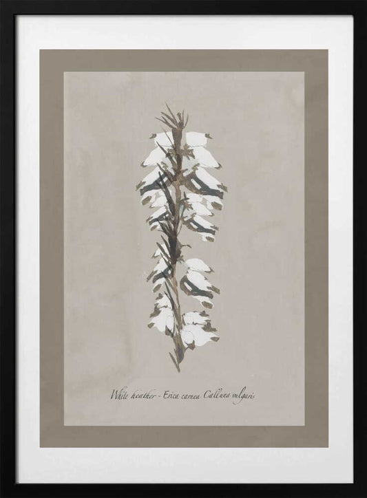 Delicate White Heather - Art Print by cartissi