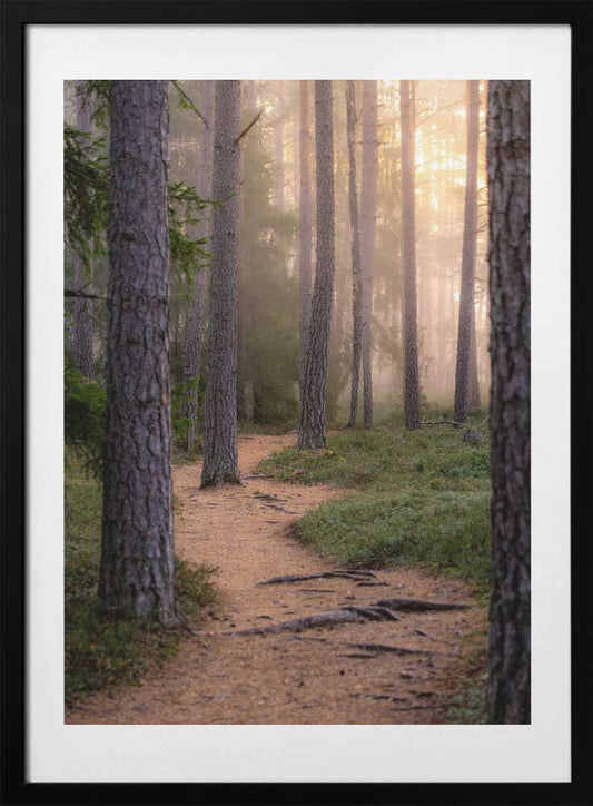 Misty Forest Path - Art Print by Julien Pröpper