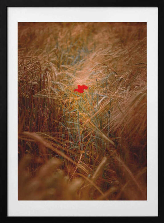 A lone poppy in an autumnal cornfield - Art Print by Harald Bader Photography