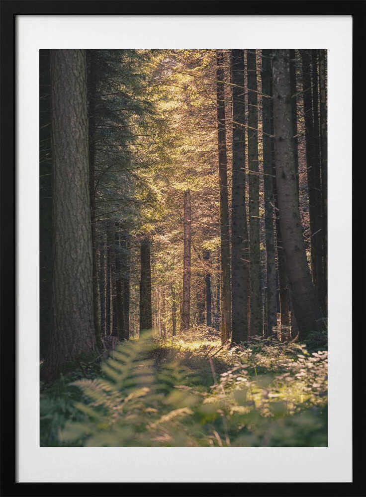 Sunbeams in the forest - Art Print by Harald Bader Photography
