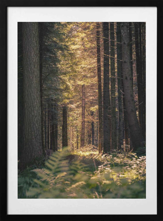 Sunbeams in the forest - Art Print by Harald Bader Photography