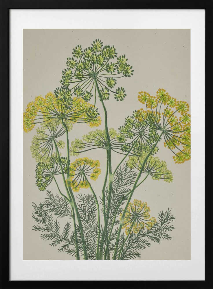 Fresh Yellow Dill - Art Print by Viktoriia Saunina