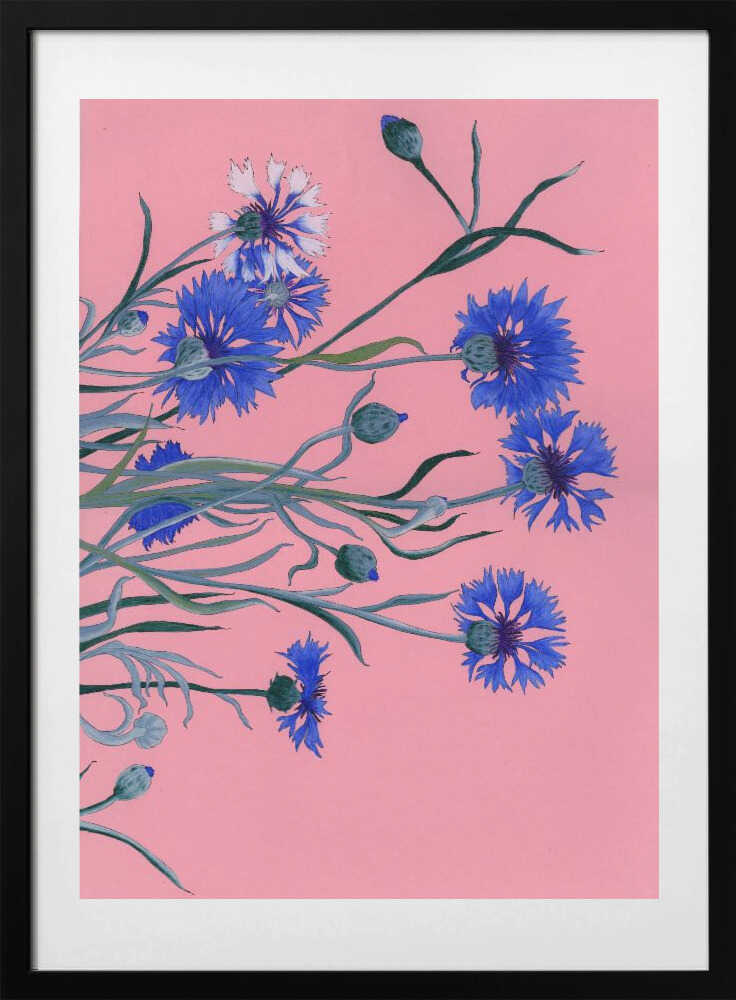 Blue Cornflowers on Pink - Art Print by Viktoriia Saunina