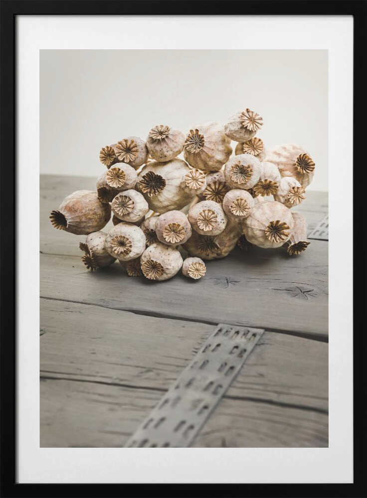 Rustic Poppy Pods - Art Print by Mayra Pama