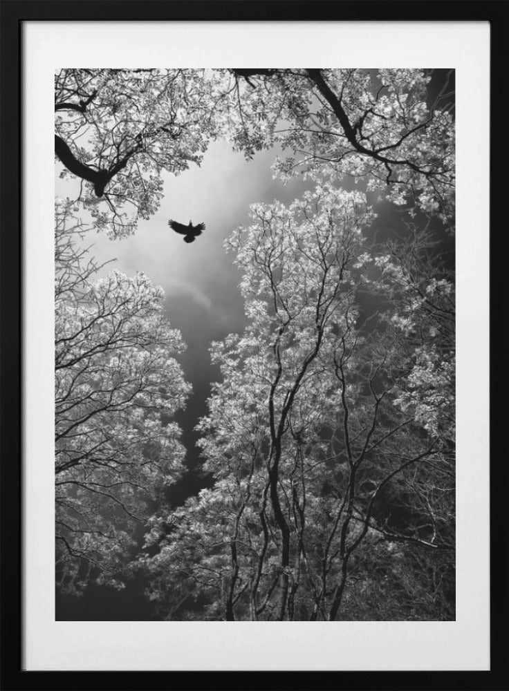 Flight - Art Print by Goran Stamenkovic