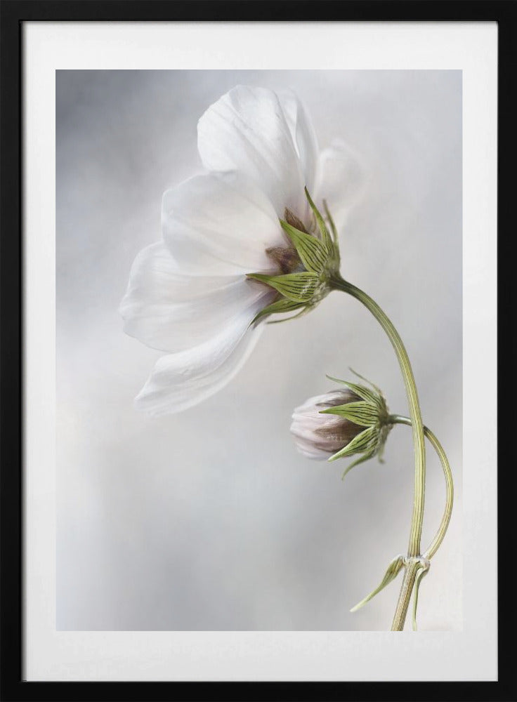 Heavenly Cosmos - Art Print by Mandy Disher