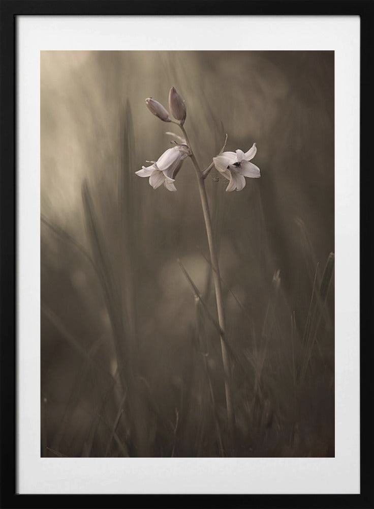 A small flower on the ground - Art Print by Allan Wallberg