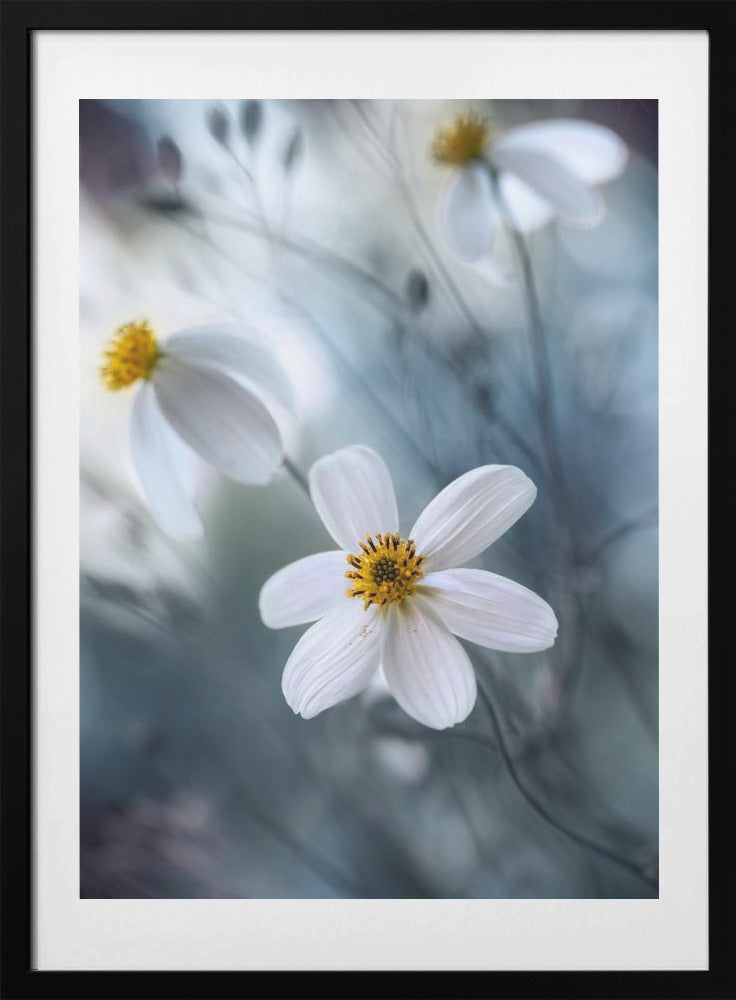 Cosmos - Art Print by Mandy Disher