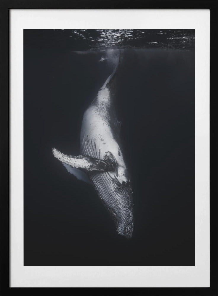 Black Whale - Art Print by Barathieu Gabriel