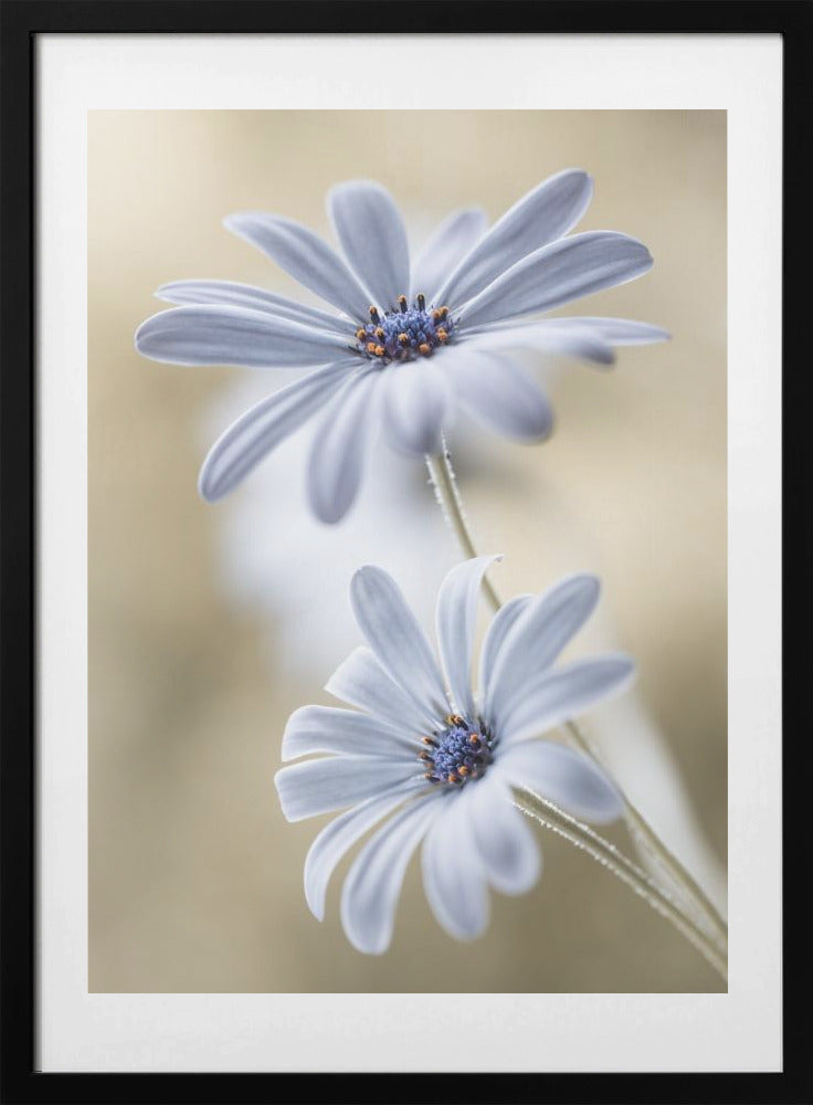Cape daisies - Art Print by Mandy Disher