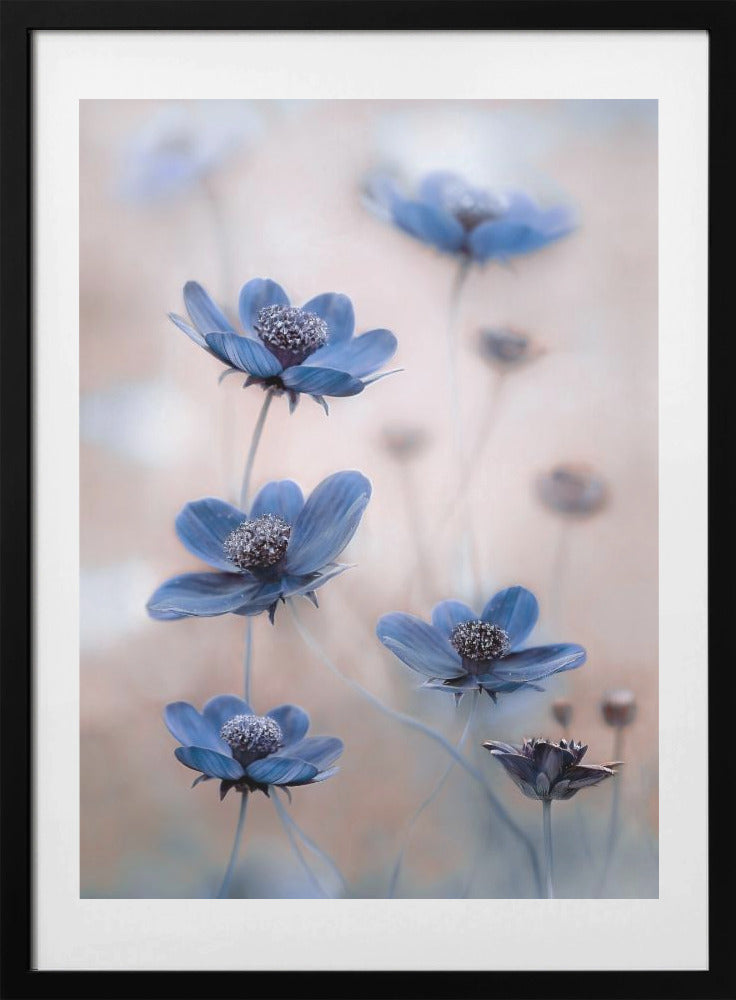 Cosmos blue - Art Print by Mandy Disher