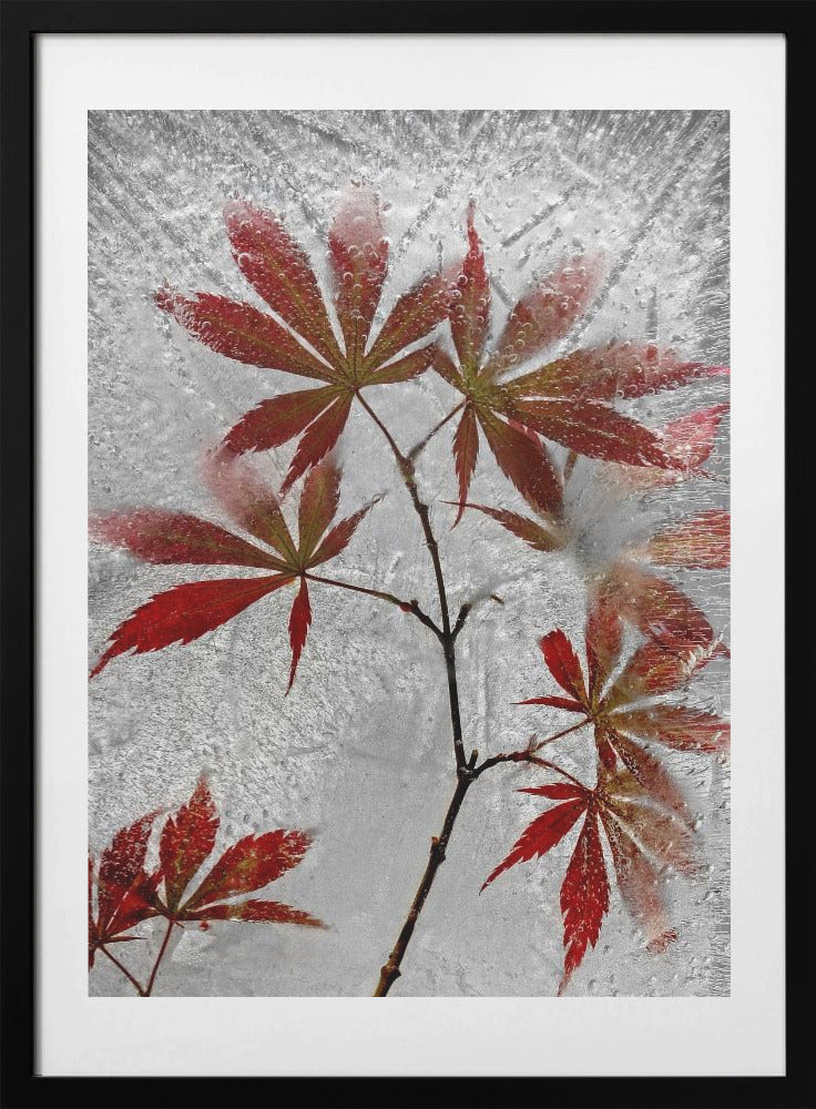 red maple - Art Print by Secundino Losada