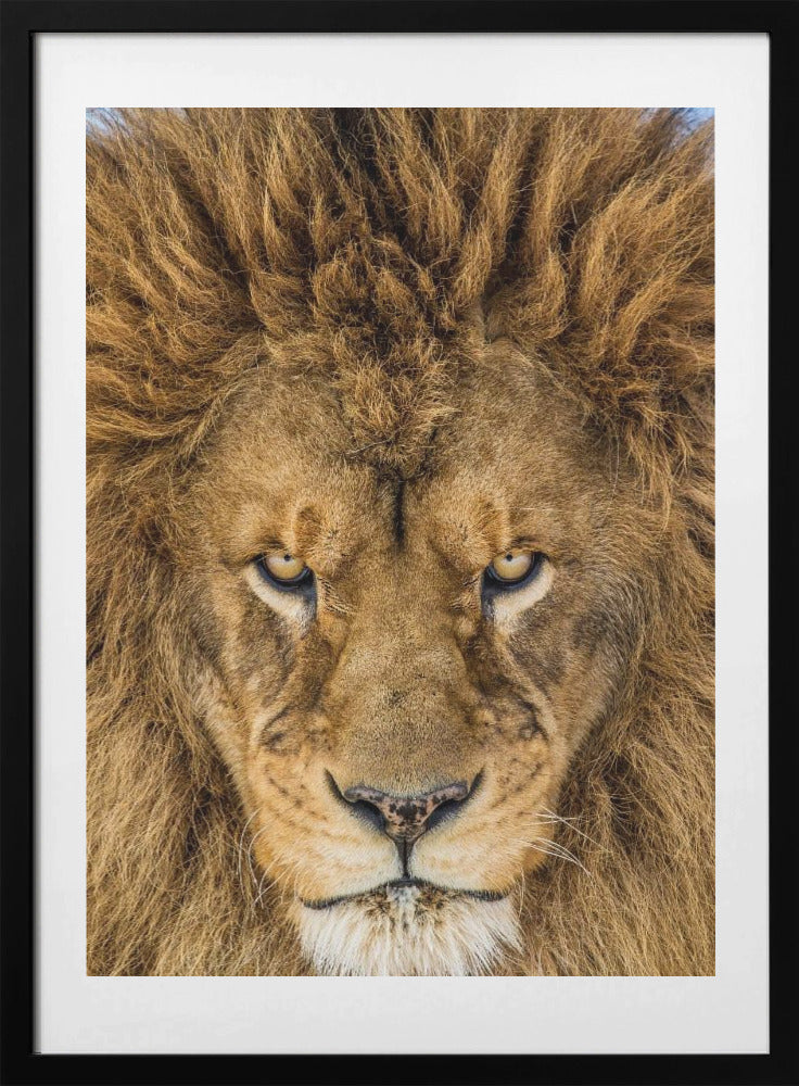 Serious Lion - Art Print by Mike Centioli