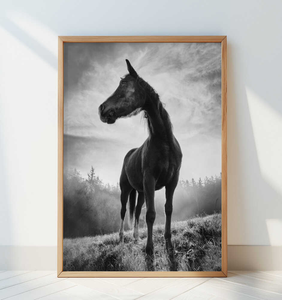 Backlight horse - Art Print by Alessandro Accordini