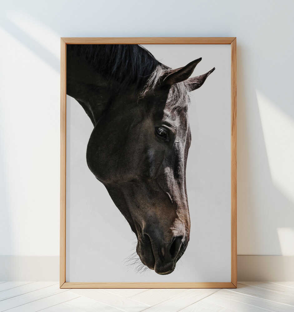 Gentle Equine Gaze - Art Print by Shot by Clint