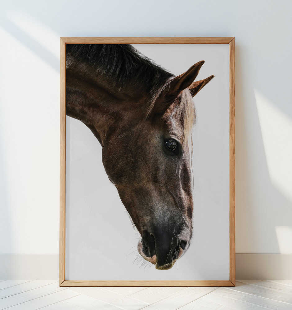 Majestic Equine Gaze - Art Print by Shot by Clint