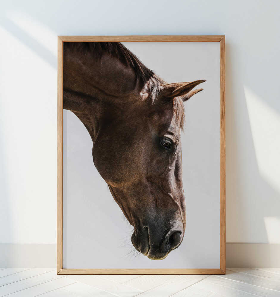 Portrait of a Horse Head - Art Print by Shot by Clint