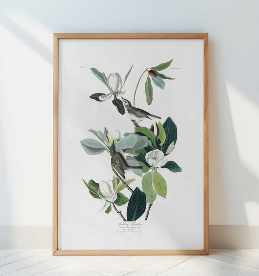 Warbling Flycatcher From Birds of America (1827) - Art Print by John James Audubon