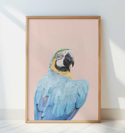 Blue Macaw - Art Print by Kathrin Pienaar