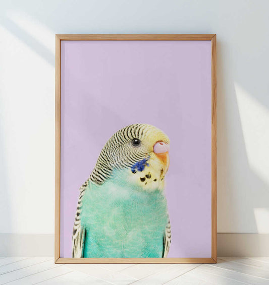 Badgie - Art Print by Kathrin Pienaar