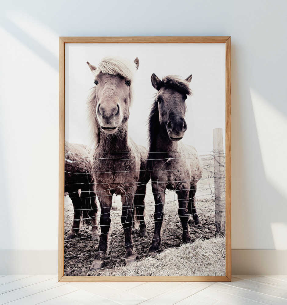 Iceland Horse Asti and Bessa - Art Print by Monika Strigel