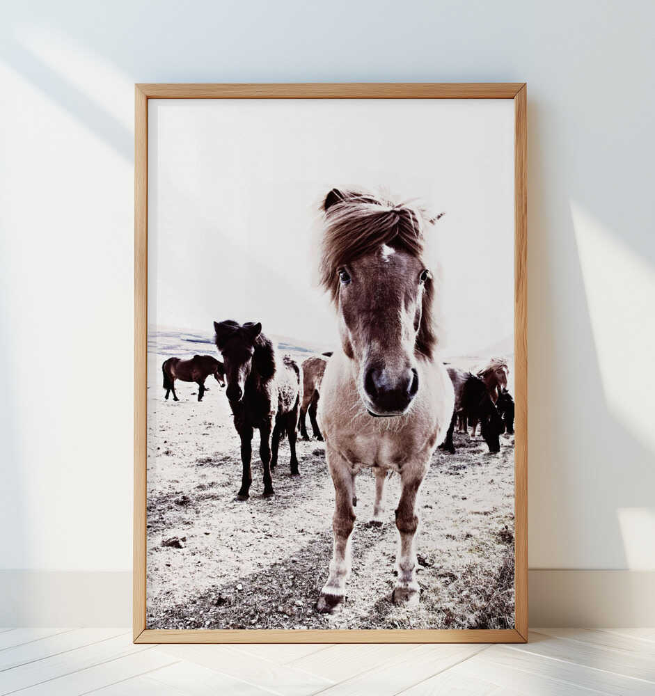 Iceland Horse Rikka - Art Print by Monika Strigel