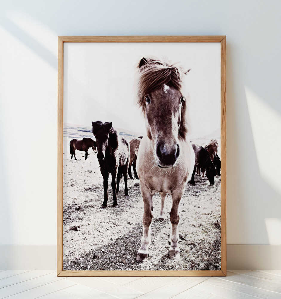 Iceland Horse Rikka - Art Print by Monika Strigel