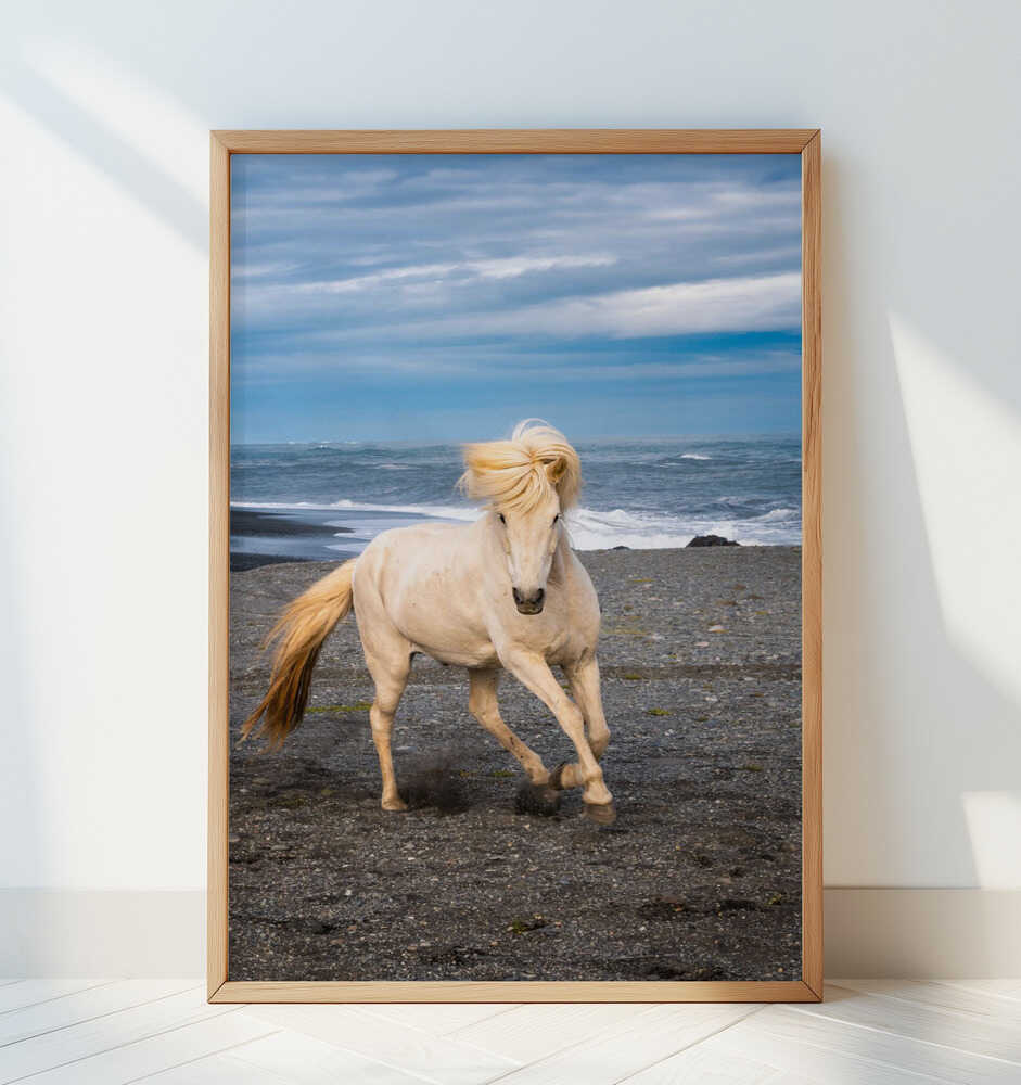 Icelandic Horse - Art Print by Benton Murphy