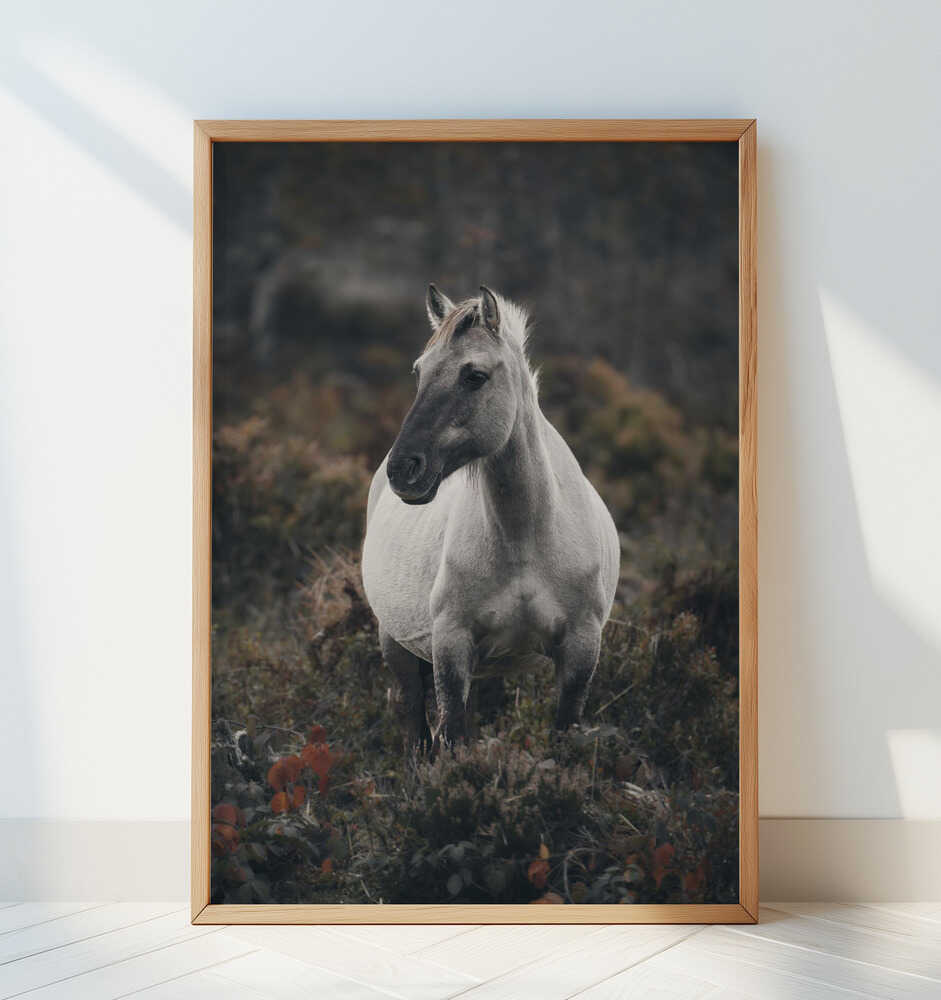 Dream of Freedom - Art Print by Peter Schade