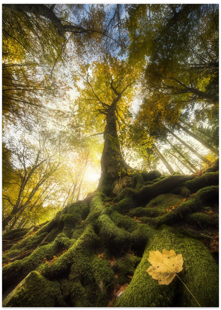 The goodbye of a leaf - Art Print by Alberto Ghizzi Panizza