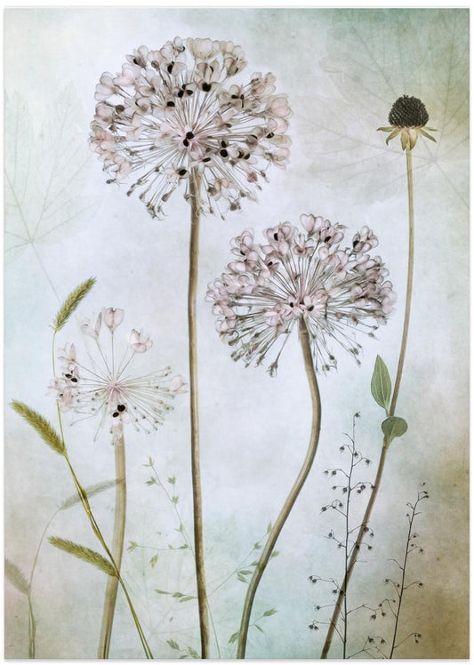 Allium - Art Print by Mandy Disher