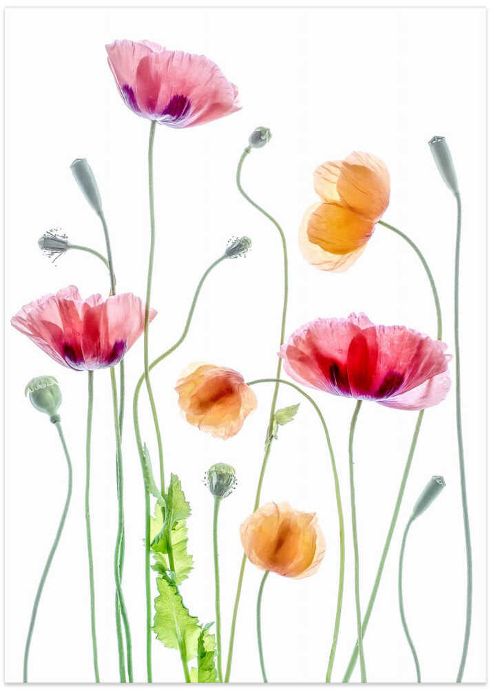 Poppies - Art Print by Mandy Disher