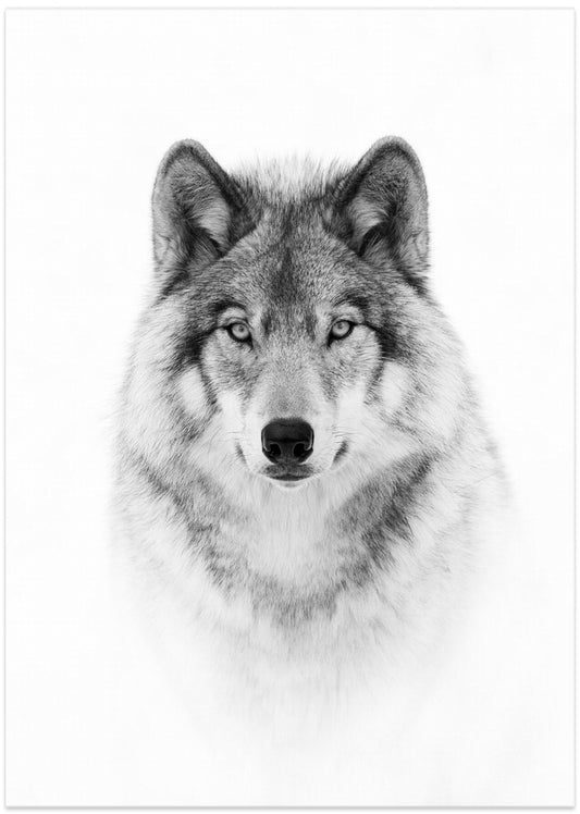 Portrait of a Timber Wolf - Art Print by Jim Cumming