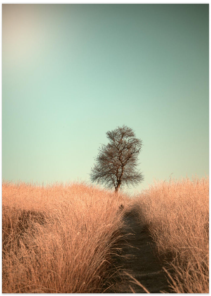 Grass and Path - Art Print by Jaap van den Helm