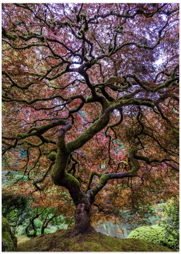 Japanese Maple Tree - Art Print by Mike Centioli
