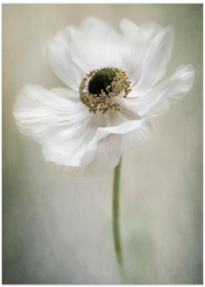 Single White - Art Print by Jacky Parker