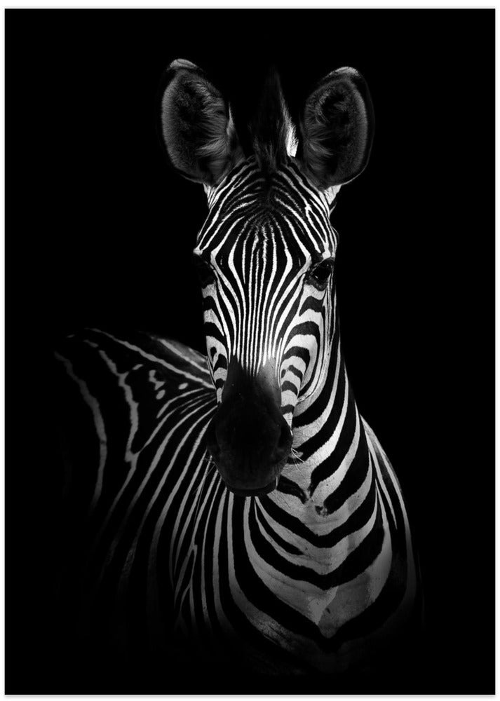 The Zebra - Art Print by WildPhotoArt