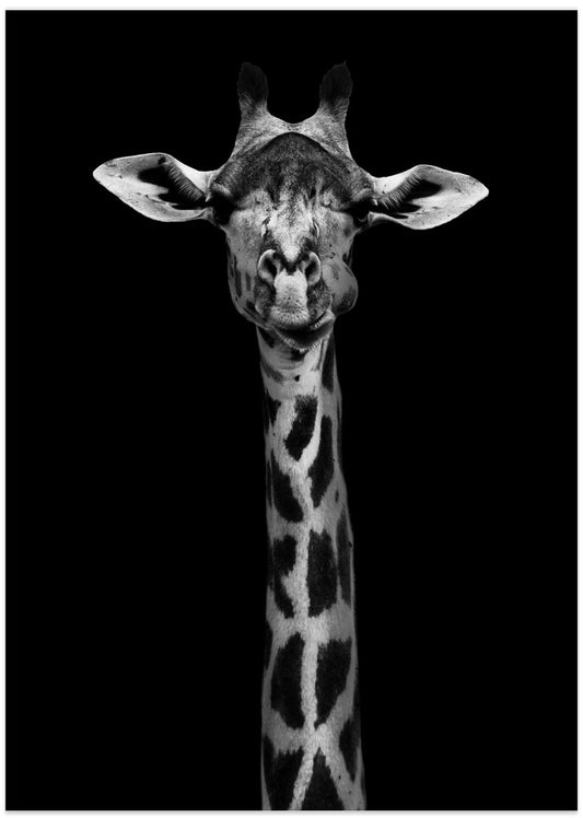 Giraffe Portrait - Art Print by WildPhotoArt