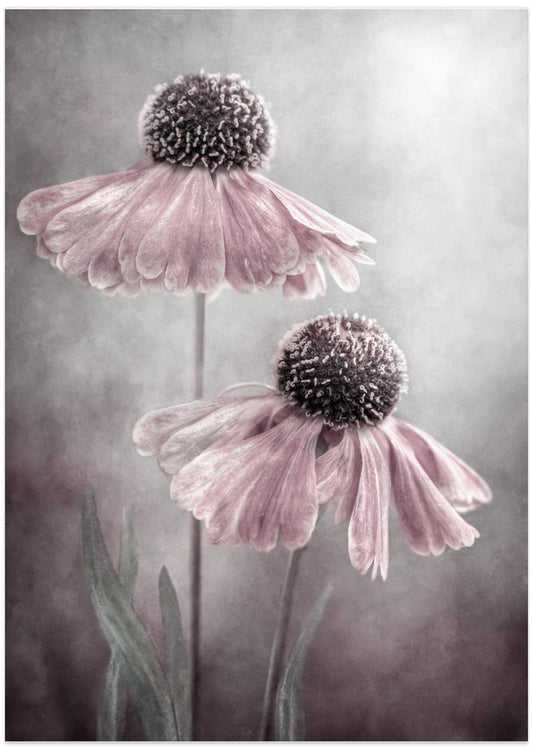 Duet - Art Print by Mandy Disher