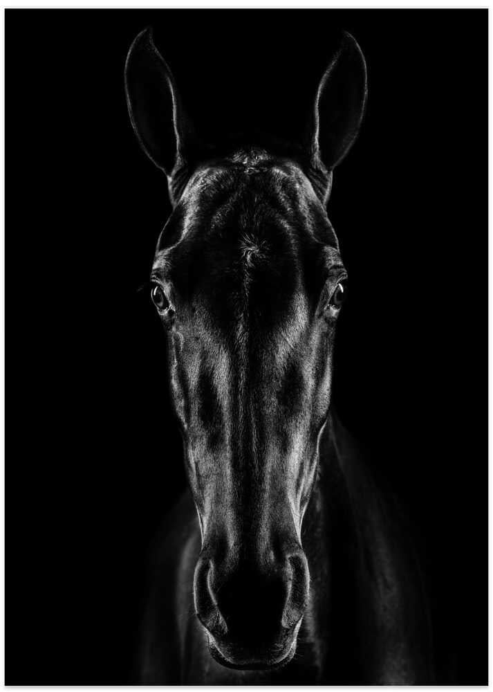 The Horse in Noir 15 - Art Print by Jackson Carvalho
