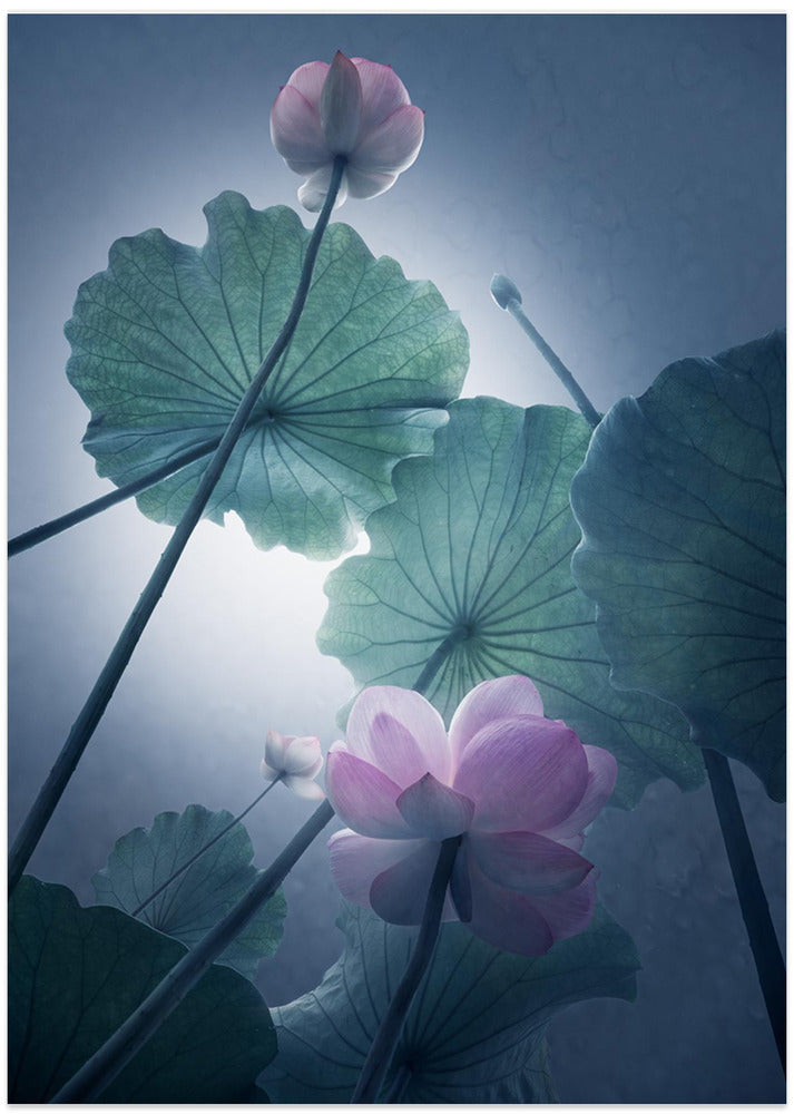 Lotus - Art Print by Shanyewuyu