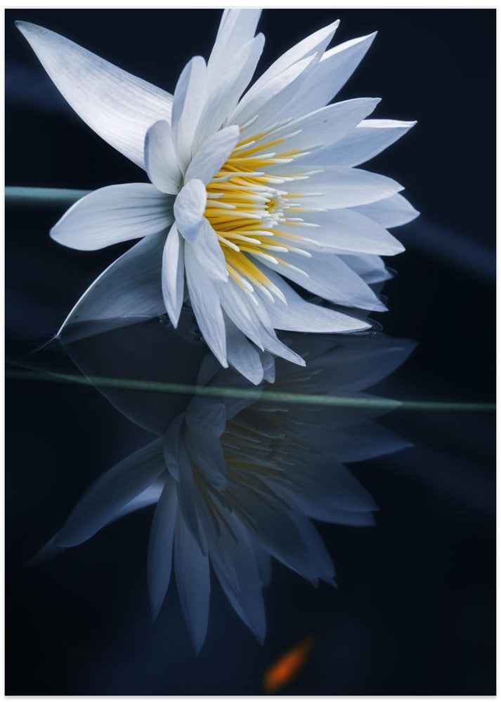 Reflecting world - Art Print by Takashi Suzuki