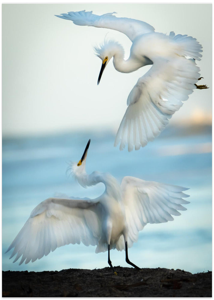 Snowy Egret Tango - Art Print by Ali Khataw