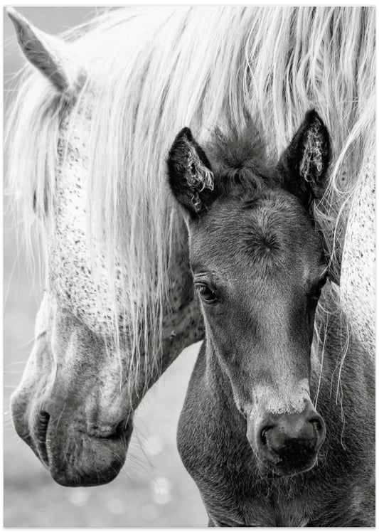 The Foal - Art Print by Jacky Parker