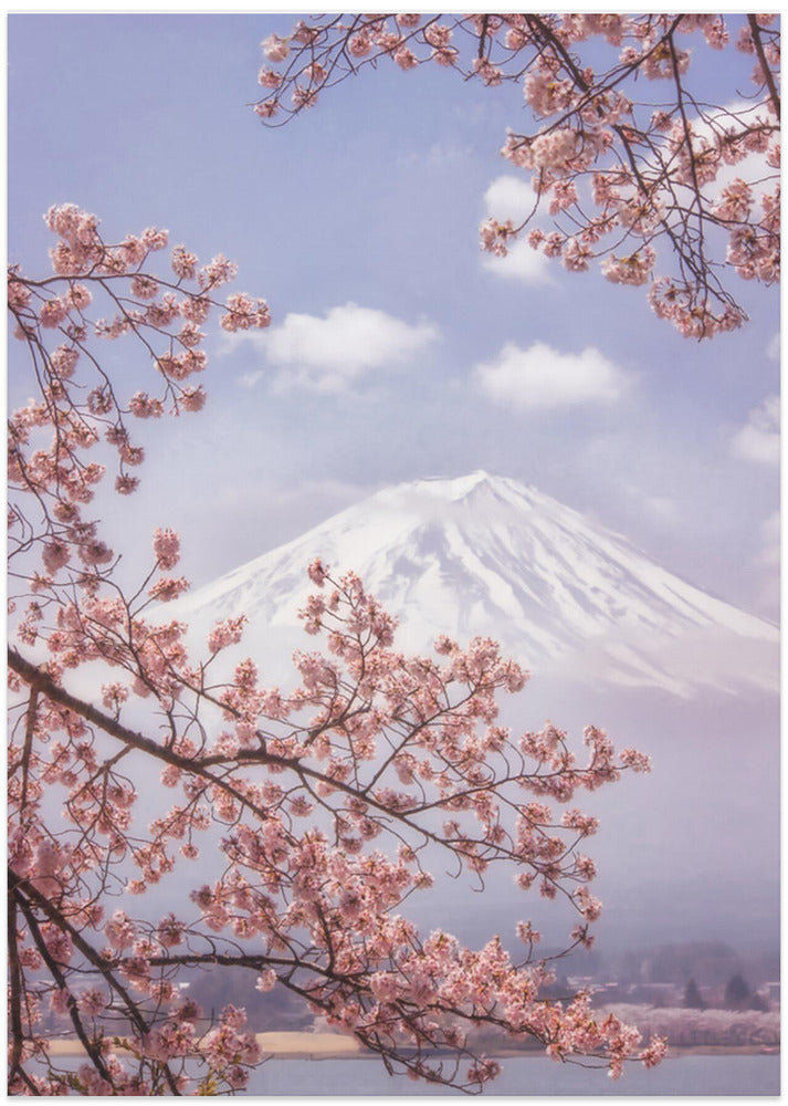 Mt.Fuji in the cherry blossoms - Art Print by Makiko Samejima