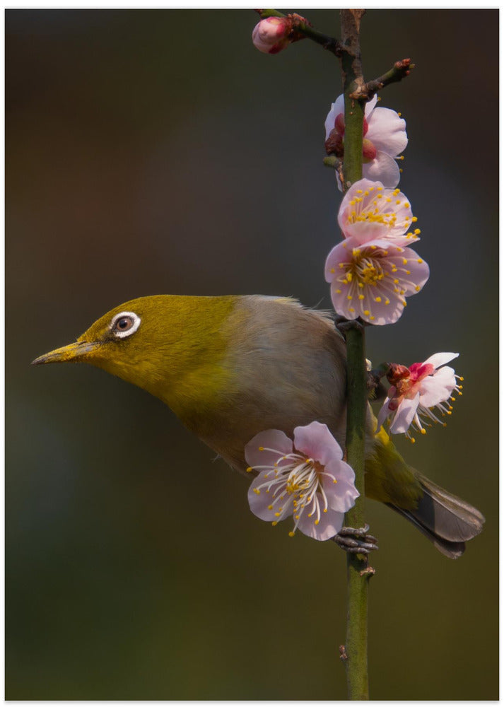 Plum blossoms and white-eye - Art Print by miwa_sun_