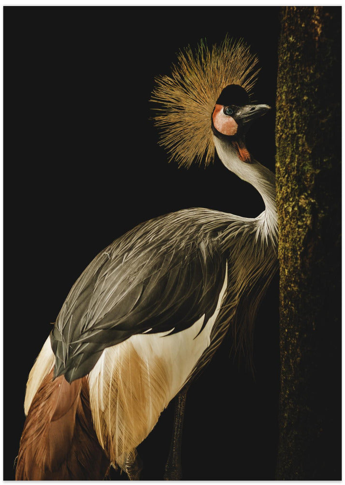 Grey Crowned Crane - Art Print by Jealousy