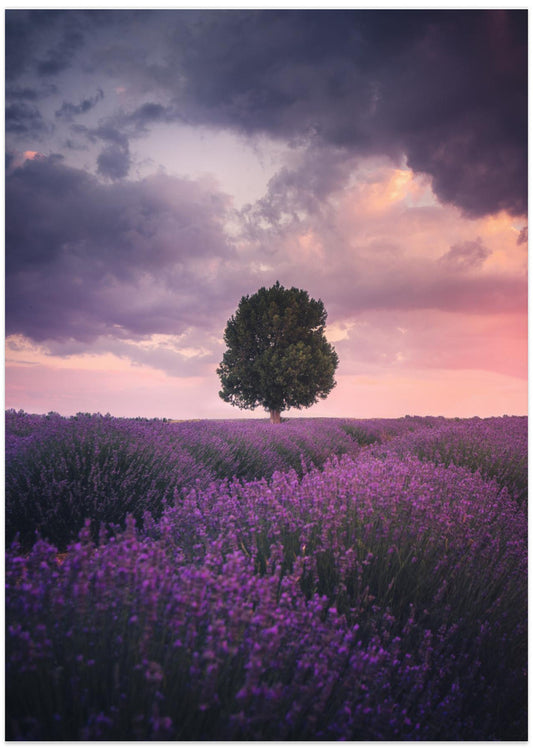 Lavender Fields, Isparta - Art Print by Cuma Cevik