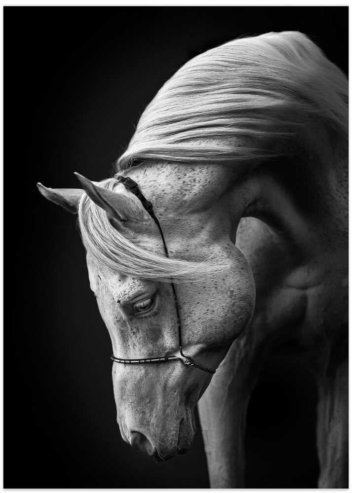white stallion - Art Print by Ulrike Leinemann