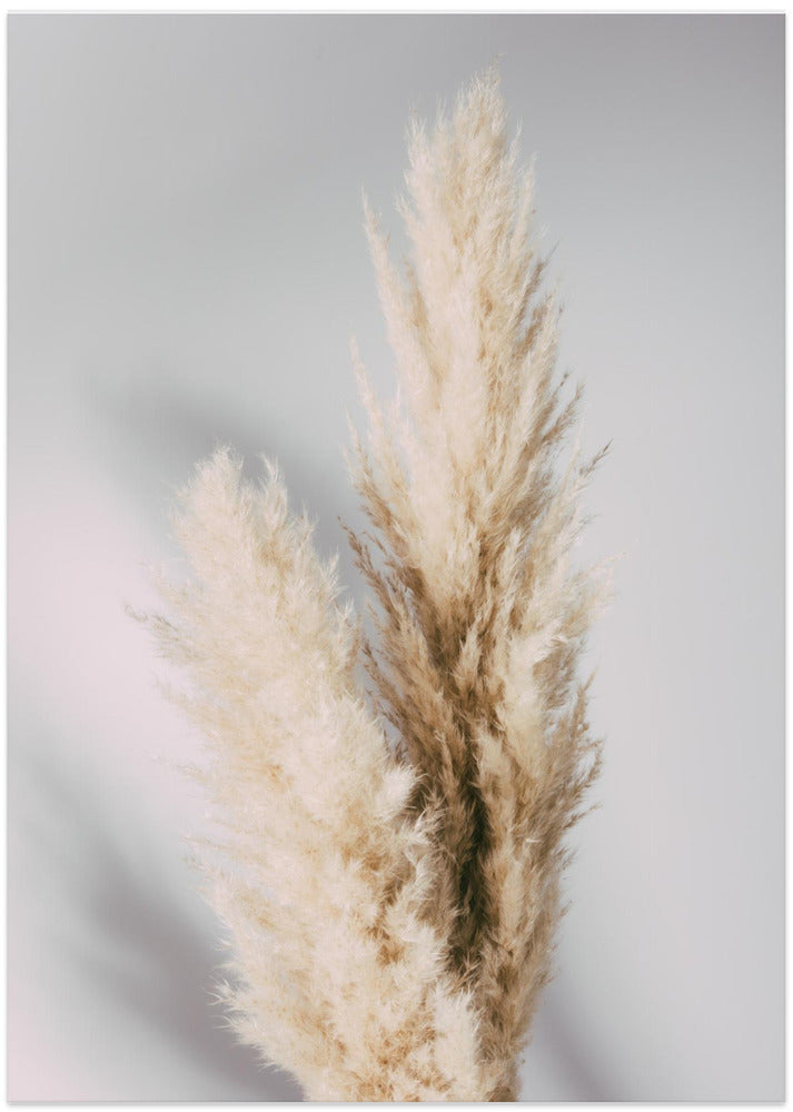 Pampas Grass Grey - Art Print by Pictufy Studio III